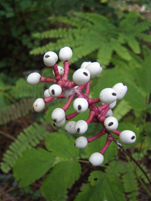 Actaea pachypoda