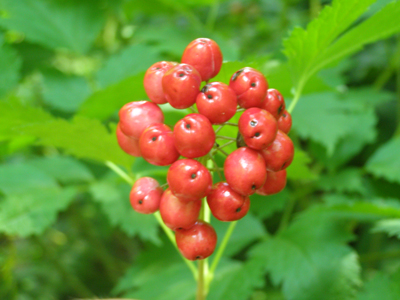 Actaea rubra