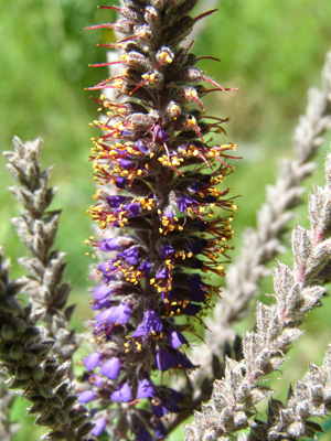 Amorpha canescens