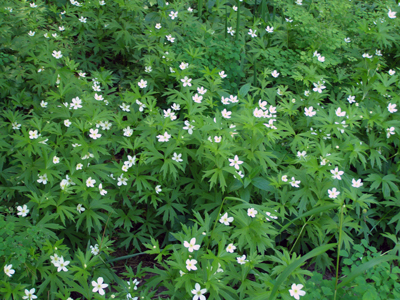 Anemone canadensis