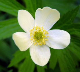 Anemone canadensis