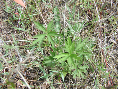 Anemone virginiana