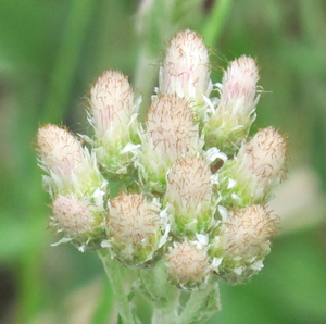 Antennaria parlinii