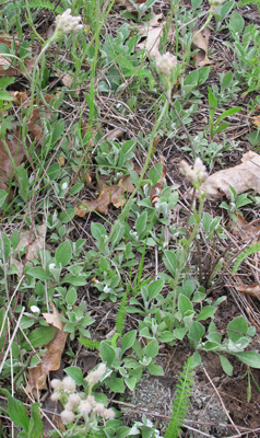 Antennaria parlinii