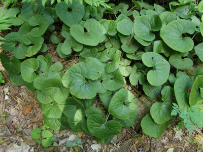 Asarum canadense