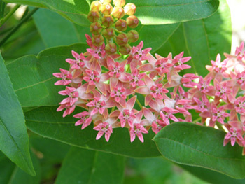 Asclepias purpurascens