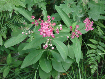 Asclepias purpurascens