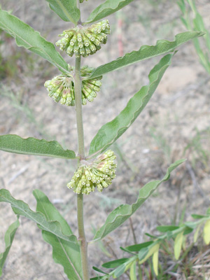 Asclepias viridiflora