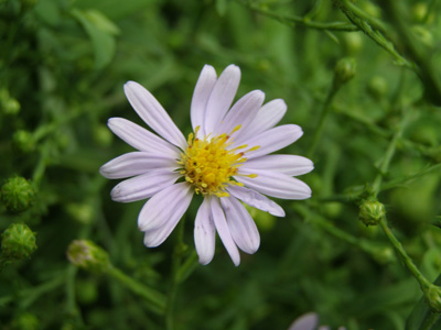 Aster laevis