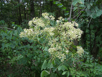 Cacalia atriplicifolia