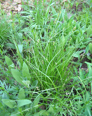 Carex bicknellii