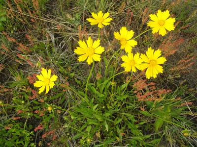 Coreopsis lanceolata