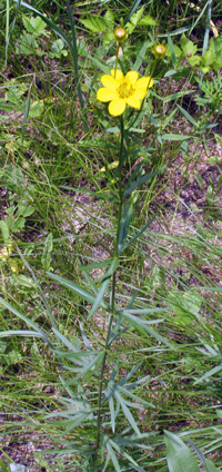 Coreopsis palmata