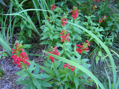 Lobelia cardinalis