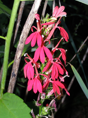 Lobelia cardinalis