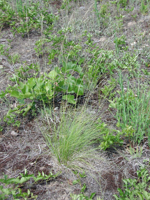 Stipa avenacea