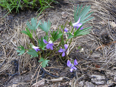 Viola pedatifida