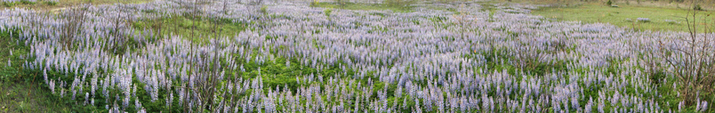 Lupine photo