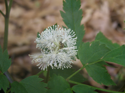 Actaea pachypoda