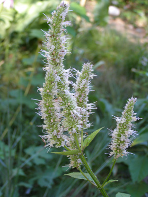 Agastache nepetoides