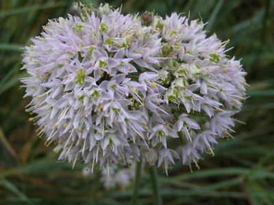 Allium cernuum