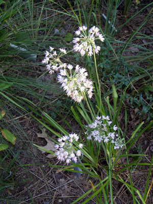 Allium cernuum