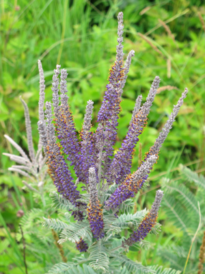 Amorpha canescens