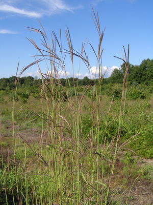 Andropogon gerardii