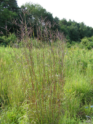 Andropogon gerardii