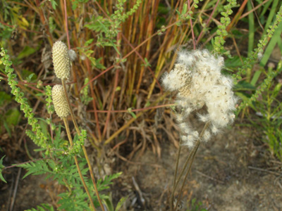 Anemone cylindrica