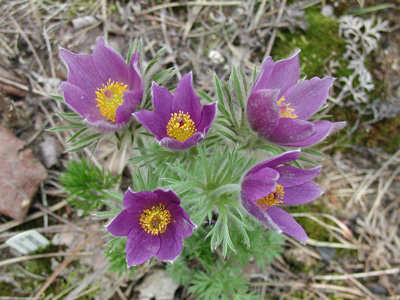 Anemone patens*