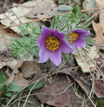 Anemone patens*