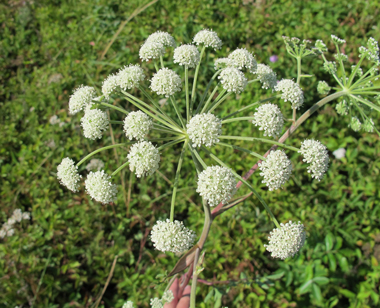 Angelica venenosa