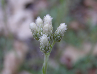 Antennaria neglecta