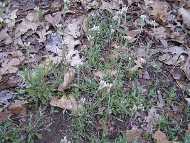 Antennaria neglecta