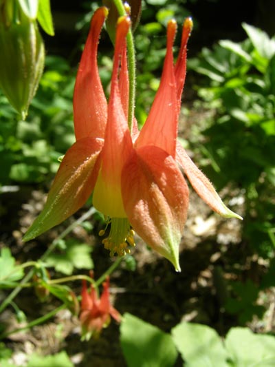 Aquilegia canadensis