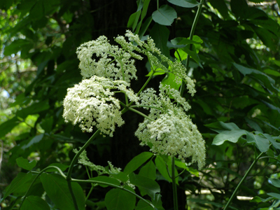 Aralia racemosa