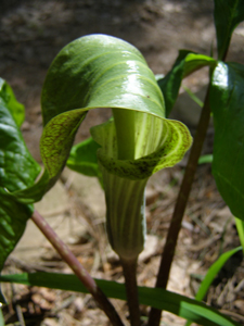 Arisaema triphyllum