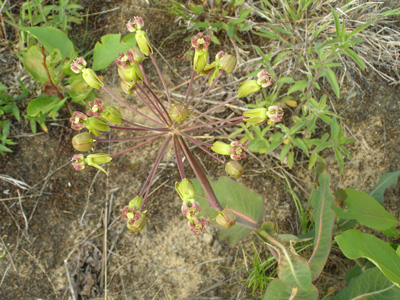 Asclepias amplexicaulis