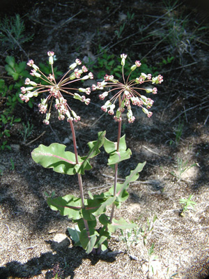 Asclepias amplexicaulis