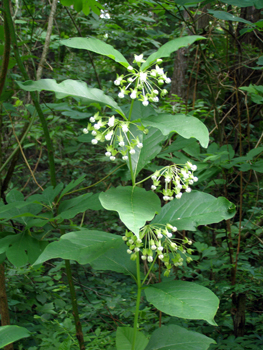 Asclepias exaltata