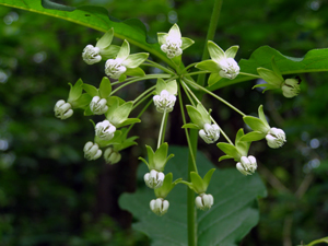 Asclepias exaltata