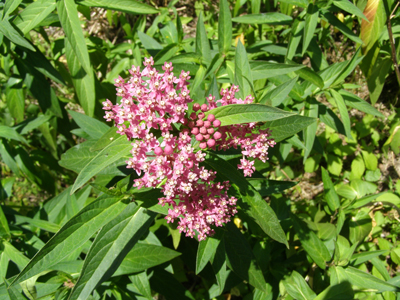 Asclepias incarnata