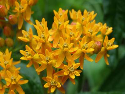 Asclepias tuberosa