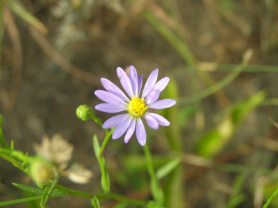 Aster azureus