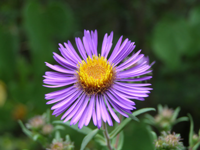 Aster novae-angliae