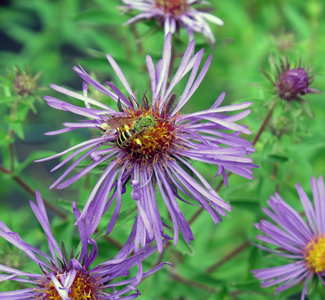 Aster novae-angliae