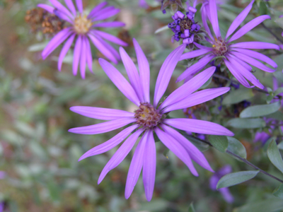 Aster sericeus