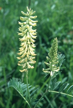 Astragalus canadensis