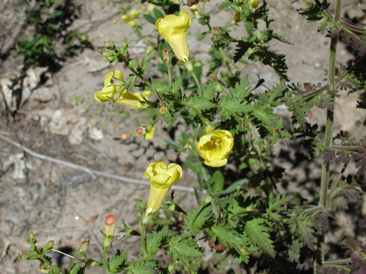 Aureolaria pedicularia